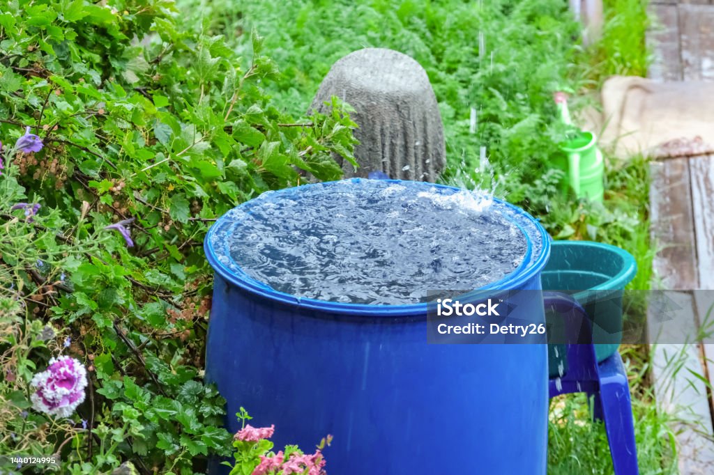A blue barrel for collecting rainwater. Collecting rainwater in plastic container. Collecting rainwater for watering the garden. Ecological collection of water for crop irrigation. A blue barrel for collecting rainwater. Collecting rainwater in a plastic container. Collecting rainwater for watering the garden. Ecological collection of water for crop irrigation. Rain Stock Photo