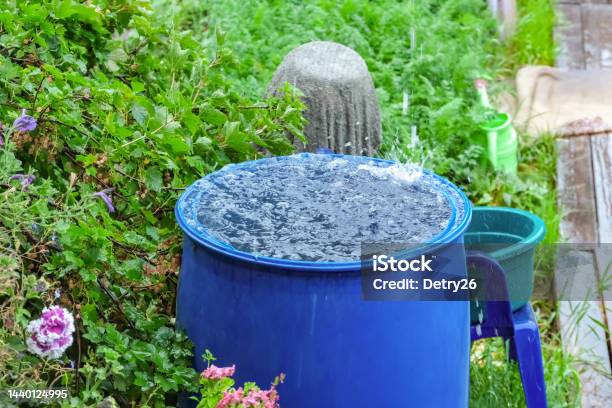 A Blue Barrel For Collecting Rainwater Collecting Rainwater In Plastic Container Collecting Rainwater For Watering The Garden Ecological Collection Of Water For Crop Irrigation Stock Photo - Download Image Now