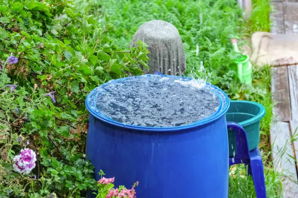 A blue barrel for collecting rainwater. Collecting rainwater in a plastic container. Collecting rainwater for watering the garden. Ecological collection of water for crop irrigation.
