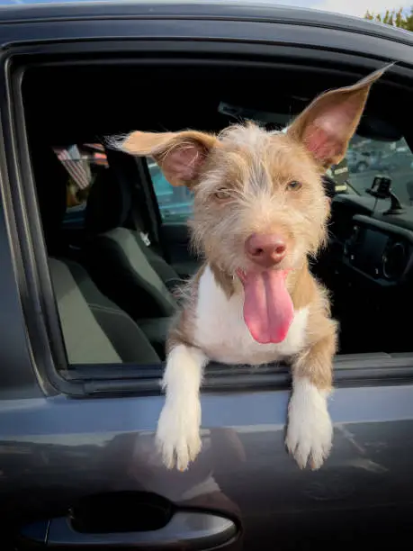 Brown and white dog with wiry hair hanging out of car window looking right at the camera. Long pink tongue hanging out of his mouth, shiny pink nose. Long hair pointing up from nose blocking eyes. Paws hanging out of open window on car door