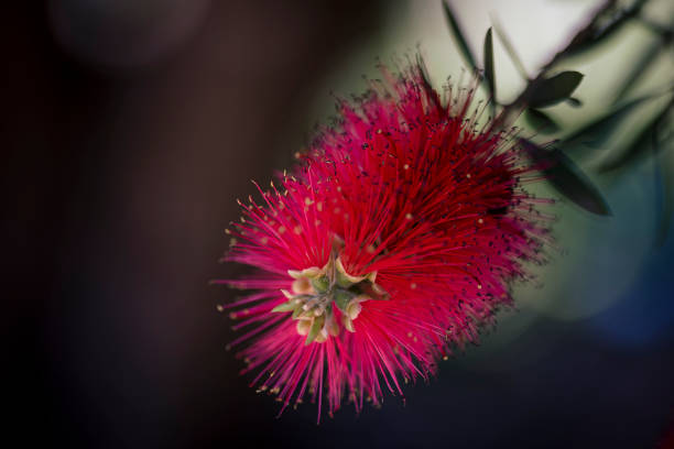 istock Macro shot of a Crimson Bottlebrush during springtime. 1440126129
