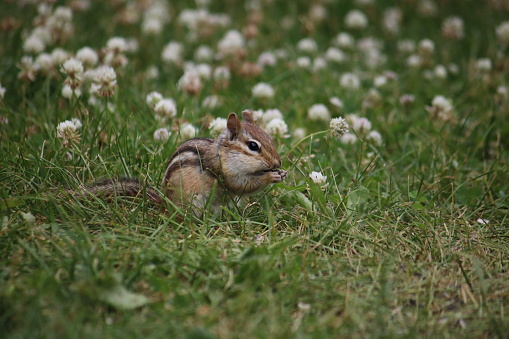 Single chipmunk foraging in the grass and clover.