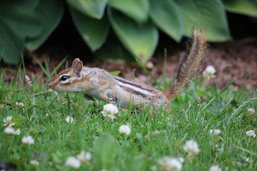 Single chipmunk alarmed and ready to run.