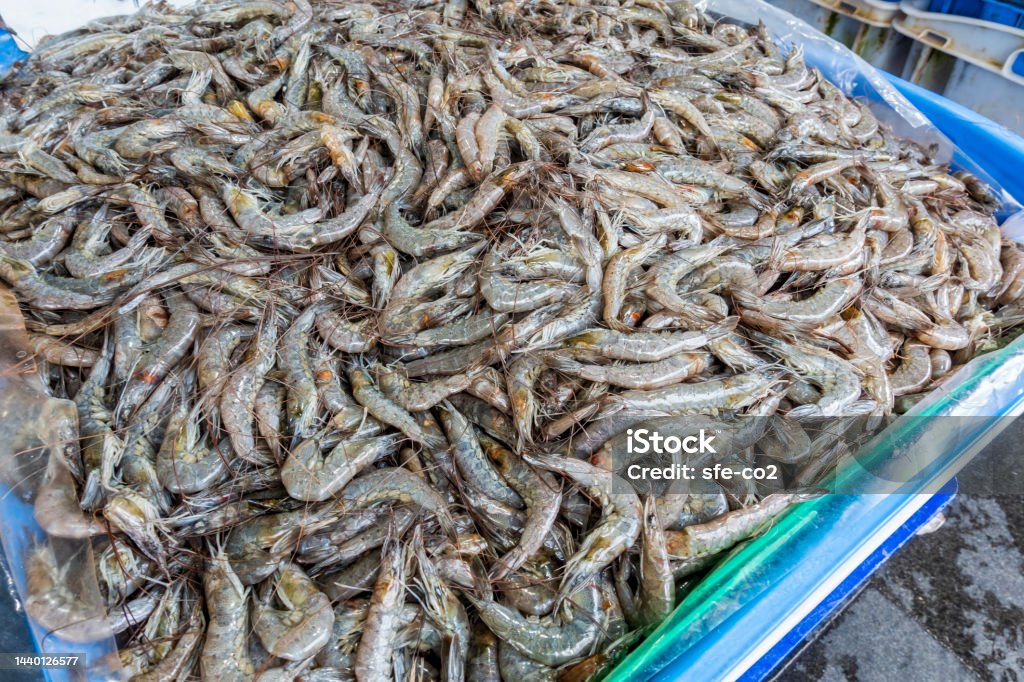 Fresh uncooked shrimps piled up in a large tub Fresh uncooked shrimps piled up in a large tub for sale at a local seafood store. Acid Stock Photo