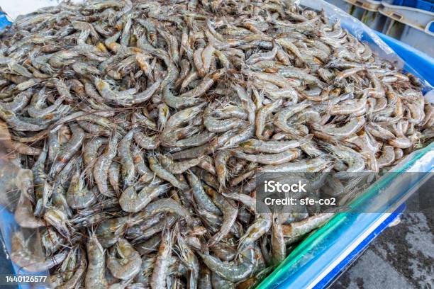 Fresh Uncooked Shrimps Piled Up In A Large Tub Stock Photo - Download Image Now - Acid, Animal, Animal Shell