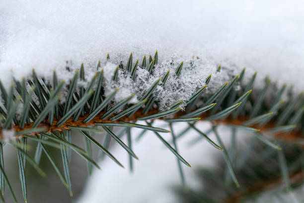 snow covered pine needles and pinecone