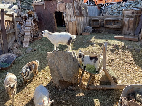 One goat stands on a rock while another goat stands on a wheelbarrow.