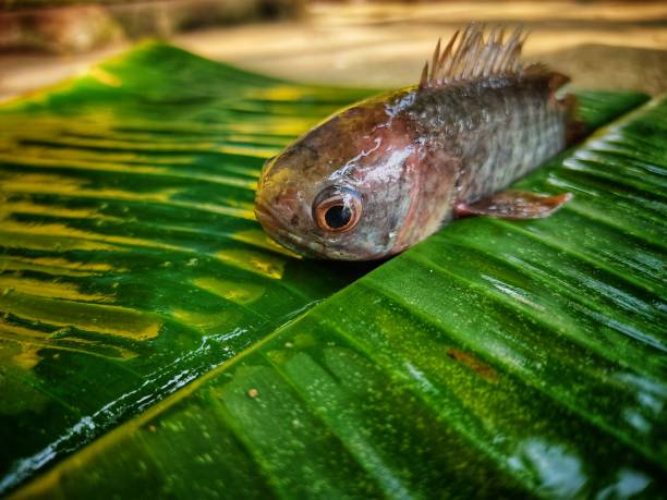 Anabas fish on green banana leaf HD