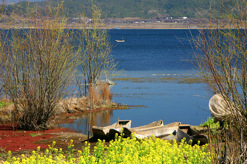 Plateau lake and canoe,  rape flower, in spring of Lijiang