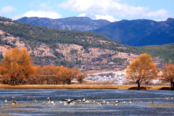 istock Plateau lake and migratory birds in early spring 1440132274