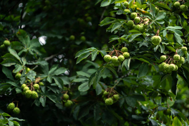istock chestnut tree with nuts growing on it, harvest season time 1440132355