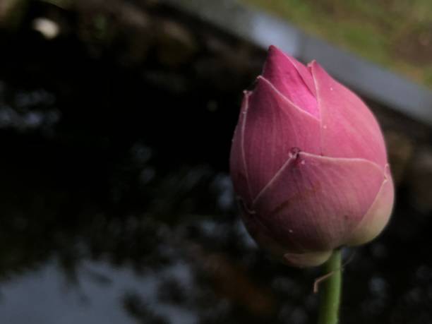istock lotus flower photo 1440132569