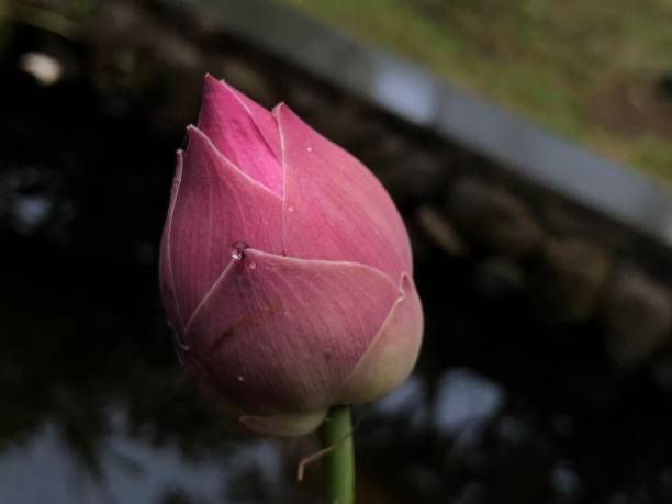 istock beautiful lotus flower photo 1440132585