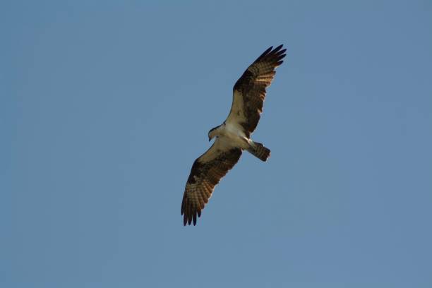 Osprey Hunts fish at Lake under blue sky. Jordan Lake, Apex, North Carolina. Osprey has spread wings under a blue sky. flapping wings photos stock pictures, royalty-free photos & images