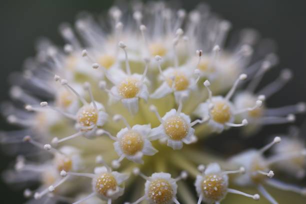 istock Japanese aralia ( Fatsia japonica ) flowers. 1440135116