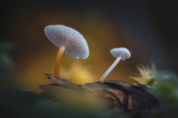istock Mushroom Growing In The Forest 1440135140