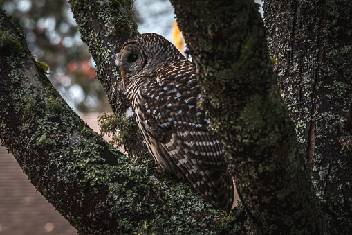 A barred owl looking for prey while perched in a large tree.