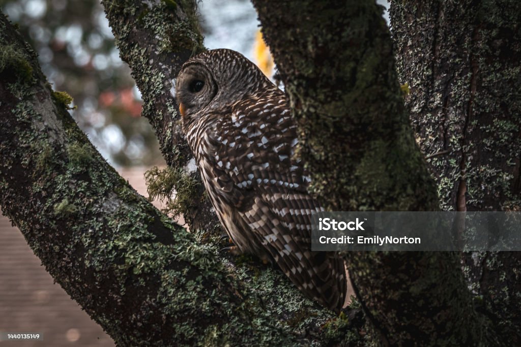 Barred Owl In The Tree A barred owl looking for prey while perched in a large tree. Animal Stock Photo