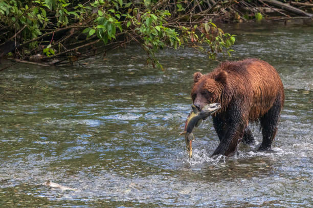 Grizzly Bear Hunting For Salmon Grizzly bear hunting for salmon along the border of British Columbia and Alaska. brown bear catching salmon stock pictures, royalty-free photos & images