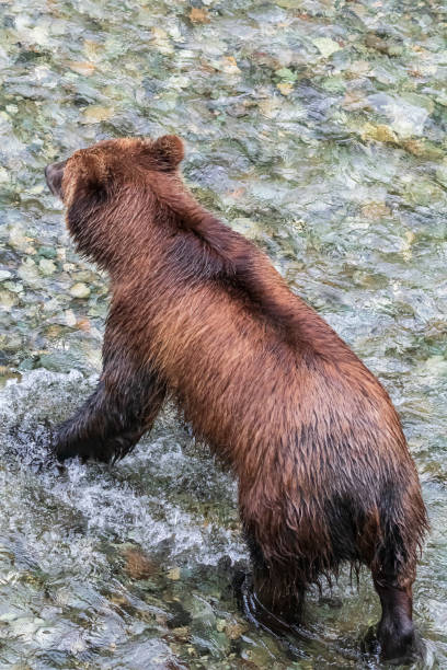 chasse au grizzli pour le saumon - wading alaska usa fur photos et images de collection