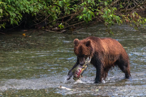 istock Grizzly Bear Hunting For Salmon 1440136031