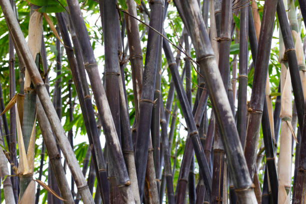 istock Phyllostachys nigra (Black Bamboo) in the garden 1440138347