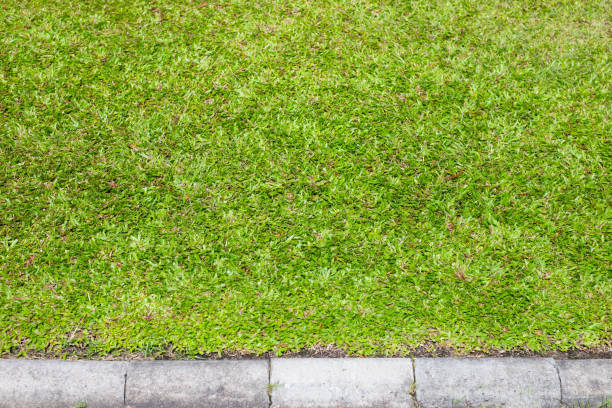 istock Fresh lawn grass. Beautiful green garden 1440139519