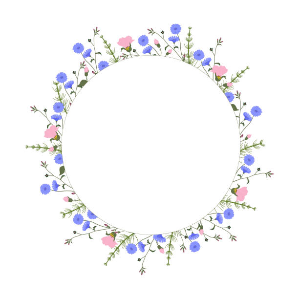 Round wreath frame Summer wildflowers and herbs vector colorful collection, space for text in the middle Round wreath frame Summer wildflowers and herbs, vector colorful illustration on white background, space for text in the middle white background chicory isolated white stock illustrations