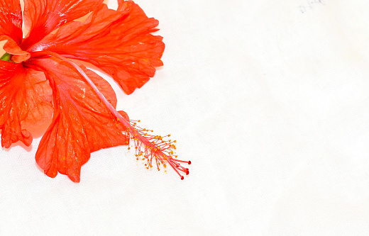 a red hibiscus flower isolated on white background. Selective focus and shallow depth of field