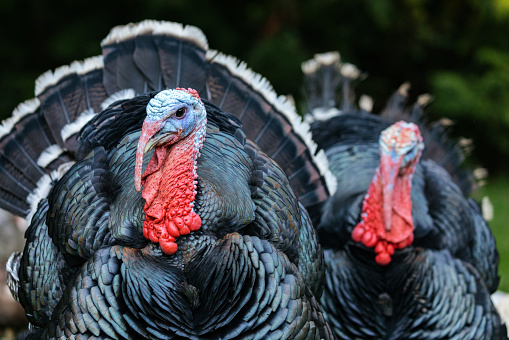A large male turkey on a farm nears Thanksgiving day.   Photographed in Washington State, USA.