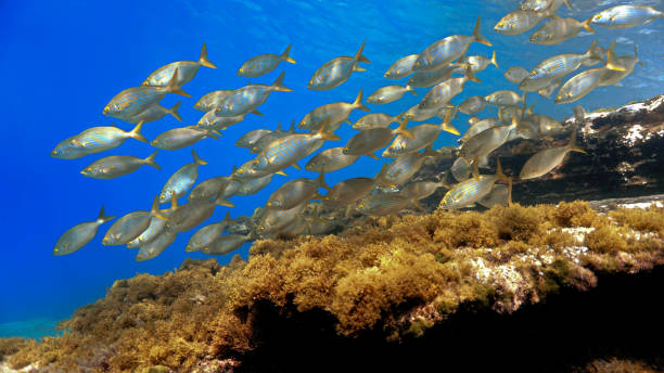 istock Schools of fish in beautiful light 1440143617