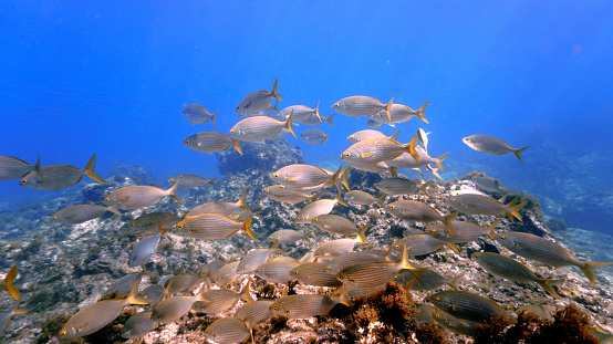 Underwater photo from a scuba dive at the Canary islands