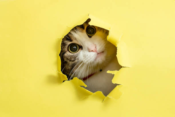 istock Cute cat with tilted head looking or peaking thru a ripped hole 1440143923