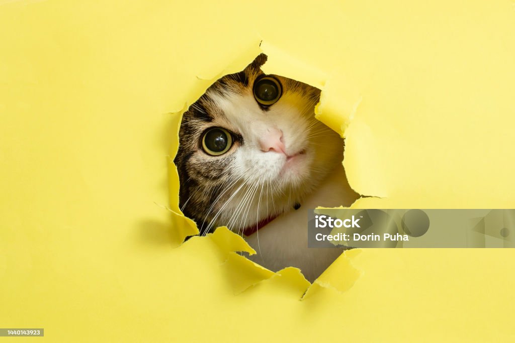 Cat Getting Ripped Cute Cat With Tilted Head Looking Or Peaking Thru A Ripped Hole Stock ...