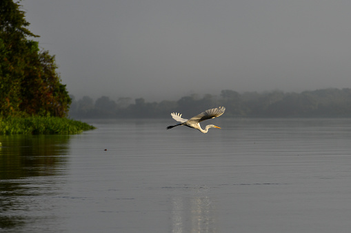 A great egret (Ardea alba) flying above the Guaporé-Itenez river, near the remote village of Remanso, Beni Department, Bolivia, on the border with Rondonia state, Brazil
