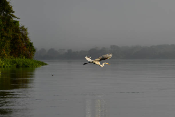 A great egret flying above the Guaporé-Itenez river stock photo