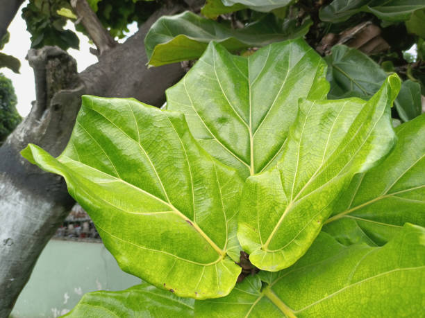 istock Ficus lyrata leaves 1440148645