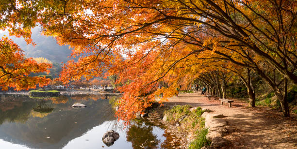 istock autumn leaves by the lake 1440149457