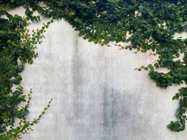 istock green leaves and grunge concrete wall background and texture 1440149471