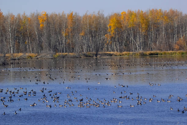 istock Flock of geese and ducks on the forest blue lake during migration. 1440149512