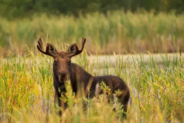Photo of Male moose is hiding behind high grass around the marsh in the park.