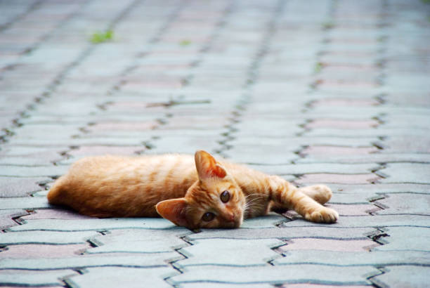istock homeless cat lying on the street 1440150935