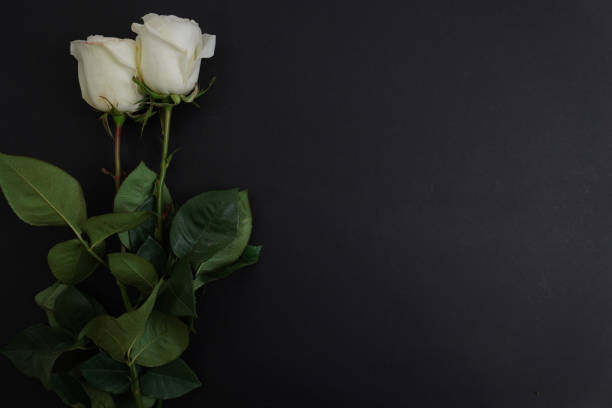 istock death and funeral card with white rose 1440151090