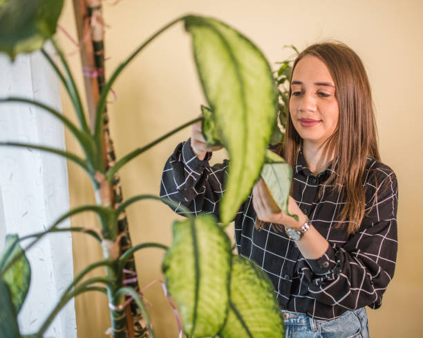 istock Woman cleaning her plants at home 1440152144