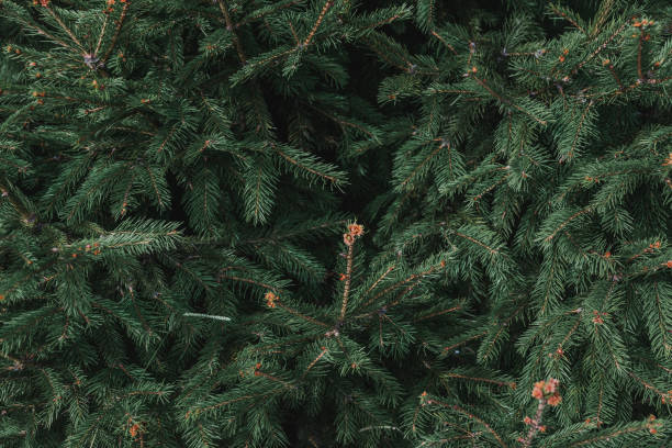istock Branches of a green spruce in the forest. 1440152296