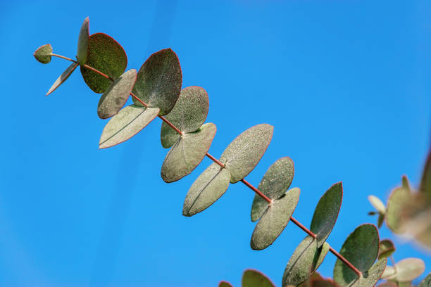 l’eucalyptus bleu (latin eucalyptus globulus) est un arbre à feuilles persistantes contre un ciel bleu. - bluegum tree photos et images de collection