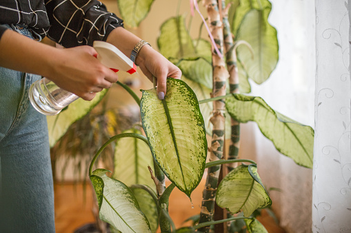 A millennial botanist in a shirt nurtures her plants at home
