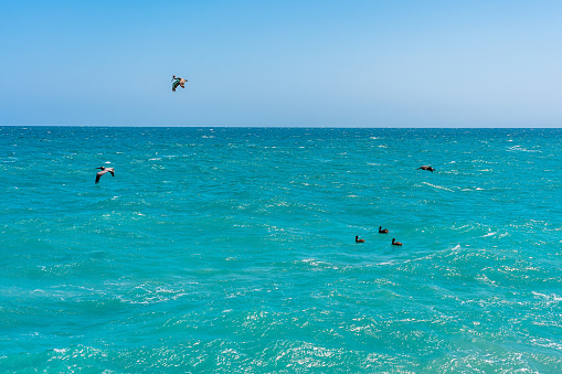 Atlantic Ocean in sunny weather during a strong wind. Pelicans in flight and on the water