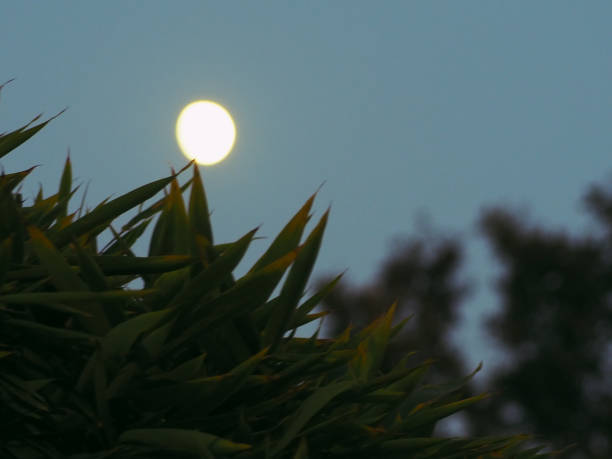 istock The moon seen from plants on sunset 1440157948