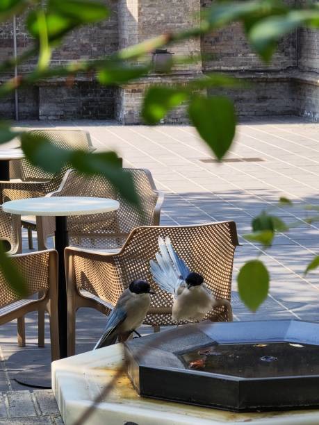 istock roadside cafe table on city square 1440158428